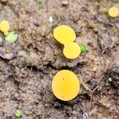 Phaeohelotium (Discinella terrestris aggregate) at Bruce, ACT - 23 Jun 2022 by trevorpreston