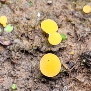 Phaeohelotium (Discinella terrestris aggregate) at Bruce, ACT - 23 Jun 2022