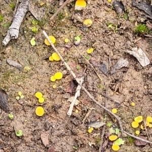 Phaeohelotium (Discinella terrestris aggregate) at Bruce, ACT - 23 Jun 2022
