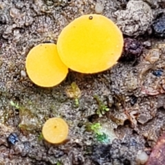 Phaeohelotium (Discinella terrestris aggregate) at Bruce, ACT - 23 Jun 2022