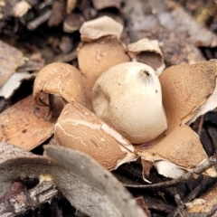 Geastrum sp. (Geastrum sp.) at Black Mountain - 23 Jun 2022 by trevorpreston