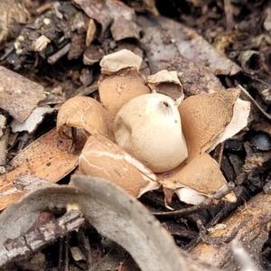 Geastrum sp. at Bruce, ACT - 23 Jun 2022 12:37 PM