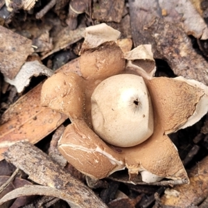 Geastrum sp. at Bruce, ACT - 23 Jun 2022