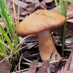 zz agaric (stem; gills not white/cream) at Black Mountain - 23 Jun 2022 by trevorpreston