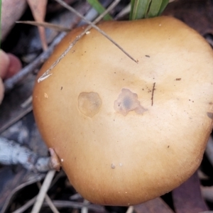 zz agaric (stem; gills not white/cream) at Bruce, ACT - 23 Jun 2022