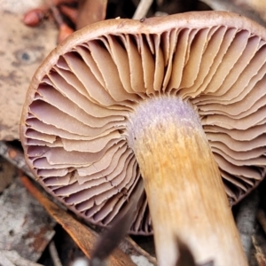 zz agaric (stem; gills not white/cream) at Bruce, ACT - 23 Jun 2022