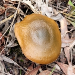 Unidentified Cap on a stem; gills below cap [mushrooms or mushroom-like] (TBC) at Bruce, ACT - 23 Jun 2022 by trevorpreston