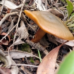 zz agaric (stem; gills not white/cream) at Bruce, ACT - 23 Jun 2022