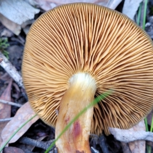 zz agaric (stem; gills not white/cream) at Bruce, ACT - 23 Jun 2022