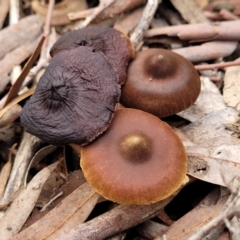 Cortinarius sp. (Cortinarius) at Black Mountain - 23 Jun 2022 by trevorpreston