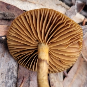 Cortinarius sp. at Bruce, ACT - 23 Jun 2022