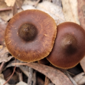 Cortinarius sp. at Bruce, ACT - 23 Jun 2022