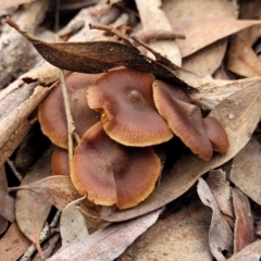 Cortinarius sp. at Bruce, ACT - 23 Jun 2022