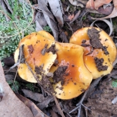 Cortinarius sp. (Cortinarius) at Black Mountain - 23 Jun 2022 by trevorpreston