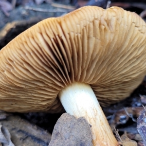 Cortinarius sp. at Bruce, ACT - 23 Jun 2022