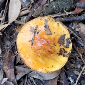 Cortinarius sp. at Bruce, ACT - 23 Jun 2022