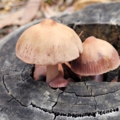 Mycena 'clarkeana group' at Black Mountain - 23 Jun 2022 by trevorpreston