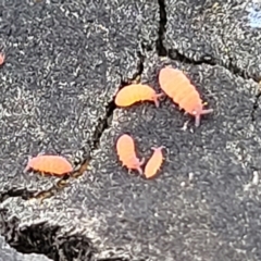 Poduromorpha sp. (order) (Plump Springtails) at Bruce, ACT - 23 Jun 2022 by trevorpreston