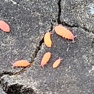 Collembola sp. (class) at Bruce, ACT - 23 Jun 2022