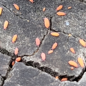 Collembola sp. (class) at Bruce, ACT - 23 Jun 2022