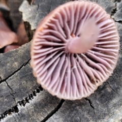 Poduromorpha sp. (order) at Black Mountain - 23 Jun 2022