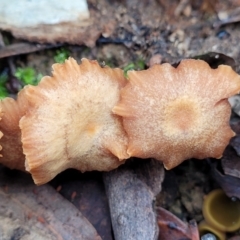 Laccaria sp. (Laccaria) at Black Mountain - 23 Jun 2022 by trevorpreston