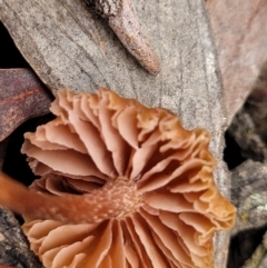 Laccaria sp. at Bruce, ACT - 23 Jun 2022