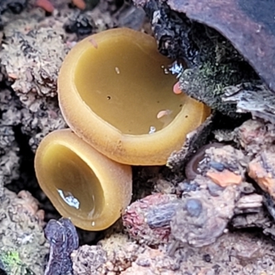 Aleurina ferruginea (Fleshy Cup Fungus) at Black Mountain - 23 Jun 2022 by trevorpreston