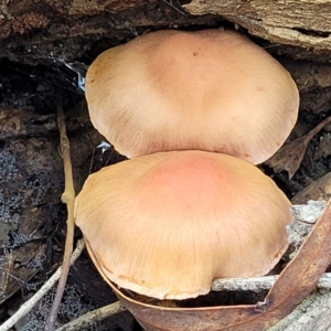 zz agaric (stem; gills not white/cream) at Bruce, ACT - 23 Jun 2022