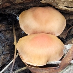 Unidentified Cap on a stem; gills below cap [mushrooms or mushroom-like] (TBC) at Bruce, ACT - 23 Jun 2022 by trevorpreston