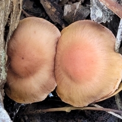 zz agaric (stem; gills not white/cream) at Bruce, ACT - 23 Jun 2022