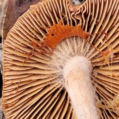 zz agaric (stem; gills not white/cream) at Bruce, ACT - 23 Jun 2022