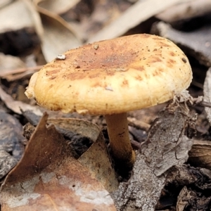 zz agaric (stem; gills not white/cream) at Bruce, ACT - 23 Jun 2022