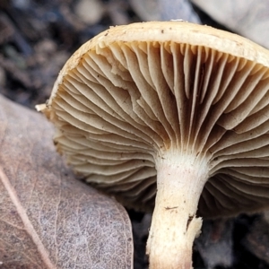 zz agaric (stem; gills not white/cream) at Bruce, ACT - 23 Jun 2022