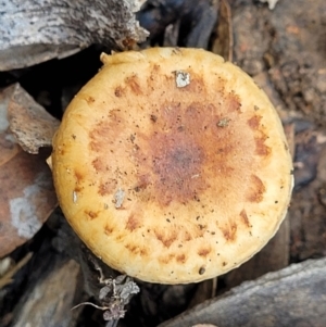 zz agaric (stem; gills not white/cream) at Bruce, ACT - 23 Jun 2022