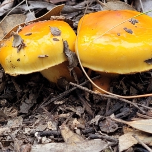 Cortinarius sinapicolor at Black Mountain - 23 Jun 2022 12:49 PM