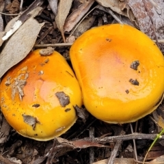 Cortinarius sinapicolor at Black Mountain - 23 Jun 2022