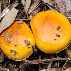 Cortinarius sinapicolor at Black Mountain - 23 Jun 2022