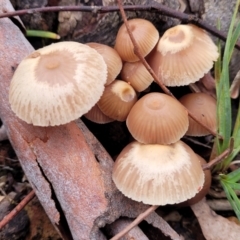 Unidentified Cap on a stem; gills below cap [mushrooms or mushroom-like] at Black Mountain - 23 Jun 2022 by trevorpreston