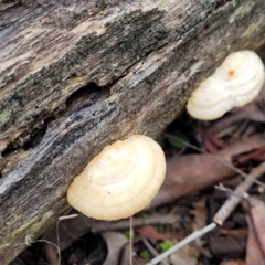 Truncospora ochroleuca at Black Mountain - 23 Jun 2022 by trevorpreston