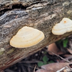 Truncospora ochroleuca at Bruce, ACT - 23 Jun 2022