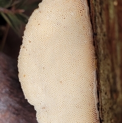 Truncospora ochroleuca at Bruce, ACT - 23 Jun 2022 12:52 PM