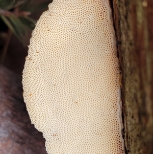 Truncospora ochroleuca at Bruce, ACT - 23 Jun 2022