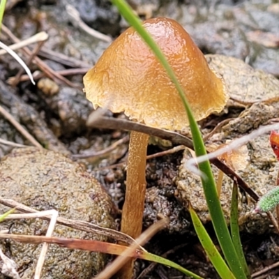 Unverified Cap on a stem; gills below cap [mushrooms or mushroom-like] at Bruce, ACT - 23 Jun 2022 by trevorpreston