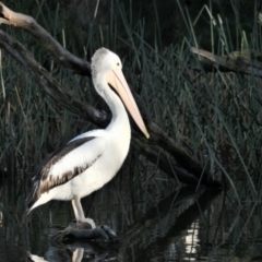 Pelecanus conspicillatus (Australian Pelican) at Amaroo, ACT - 22 Jun 2022 by TrishGungahlin