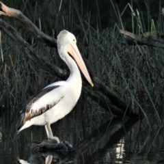 Pelecanus conspicillatus (Australian Pelican) at Yerrabi Pond - 22 Jun 2022 by TrishGungahlin