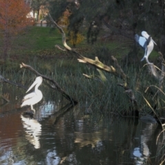 Pelecanus conspicillatus at Amaroo, ACT - 23 Jun 2022