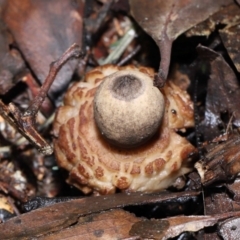 Geastrum sp. (Geastrum sp.) at Tidbinbilla Nature Reserve - 22 Jun 2022 by TimL