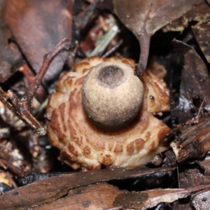 Geastrum sp. at Paddys River, ACT - 22 Jun 2022