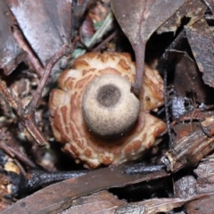 Geastrum sp. at Paddys River, ACT - 22 Jun 2022